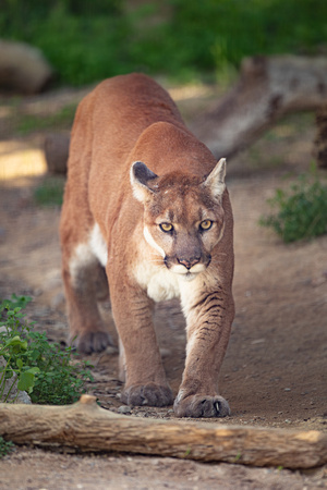 Mountain Lion