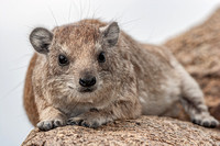 Hyrax