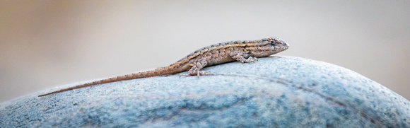 Western fence lizard