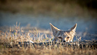 Kit Fox