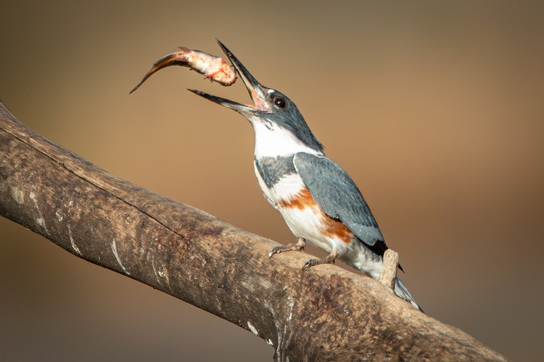 Belted Kingfisher with Fish