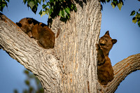 Black Bear cubs