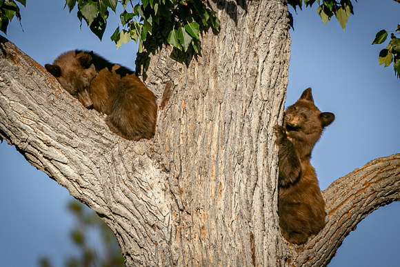 Black Bear cubs