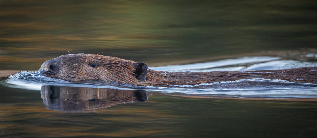 American Beaver