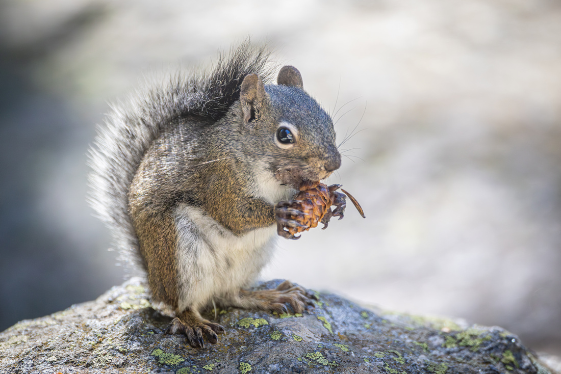 Chickaree squirrel