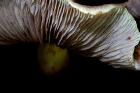 Death Cap