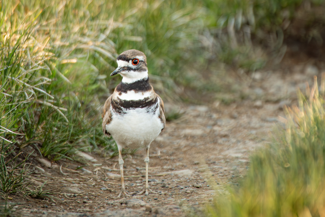 Killdeer