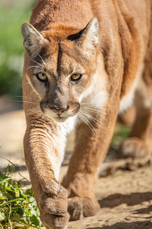 Mountain Lion