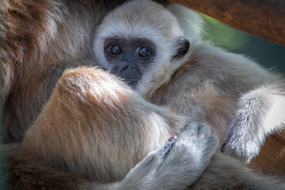 White-handed gibbon