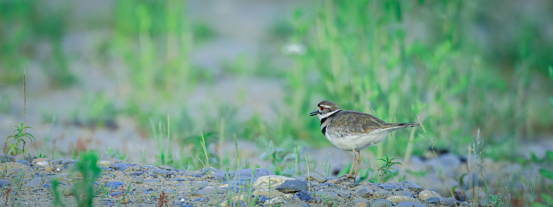 Killdeer