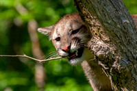 Mountain Lion