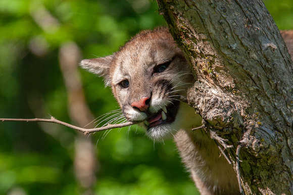 Mountain Lion